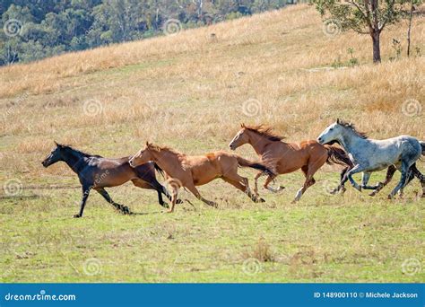 a to z horses running today|A.